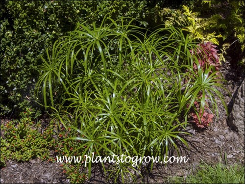 Wild Spike (Cyperus involucratus)
